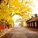 A residential streets lined with a fence, houses and trees
